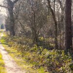 Komen wensdromen uit?