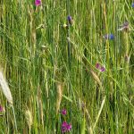 Klein zomeravond leed